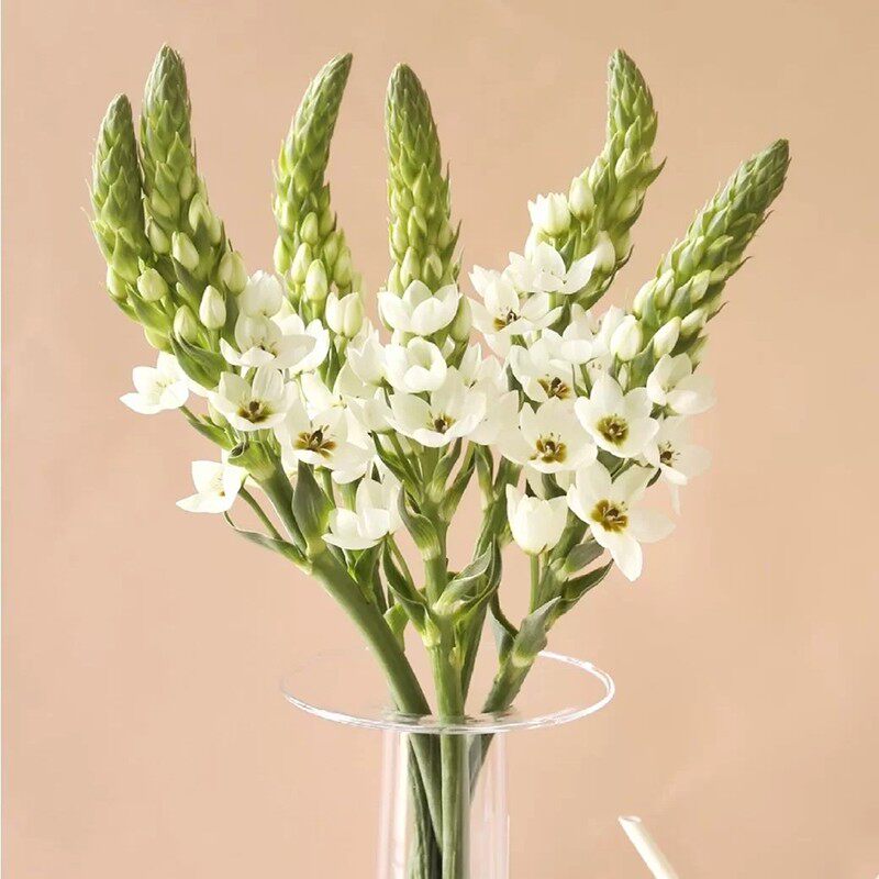 花饰家白色雀梅圣心百合鲜花直批时令鲜切花生日插花情人节顺丰包