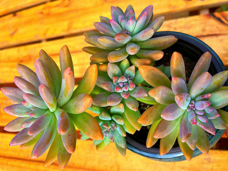 多肉植物 秋丽整桩无砍12公分发货 新手易养活 泡沫打包 介意勿拍