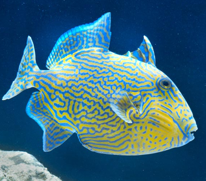 黄肚炮弹鱼_真多棘鳞鲀_真鼔气鳞鲀百科图片_饲养繁殖_雌雄鉴别_sbike