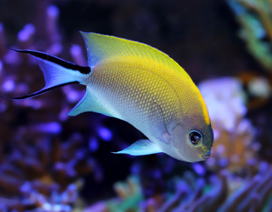 神仙鱼公母哪个牌子好?神仙鱼公母品牌排名前10名 - 最宠网