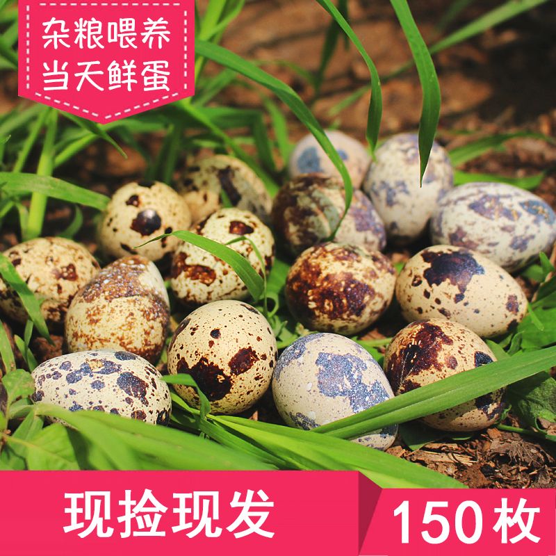 鲜斯特 150枚新鲜鹌鹑蛋生蛋生的鹌鹑蛋孕妇宝宝老人营养辅食包邮在类目 水产肉类/新鲜蔬果/熟食, 蛋/蛋制品, 鲜活蛋类, 其它中 - 来自Buy2taobao.com提供专业的淘宝代购服务