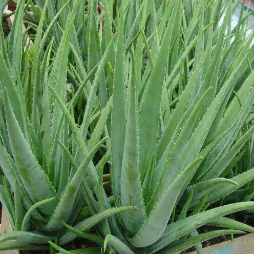 芦荟花卉植物盆栽库拉拉索中国多肉食用中华绿植