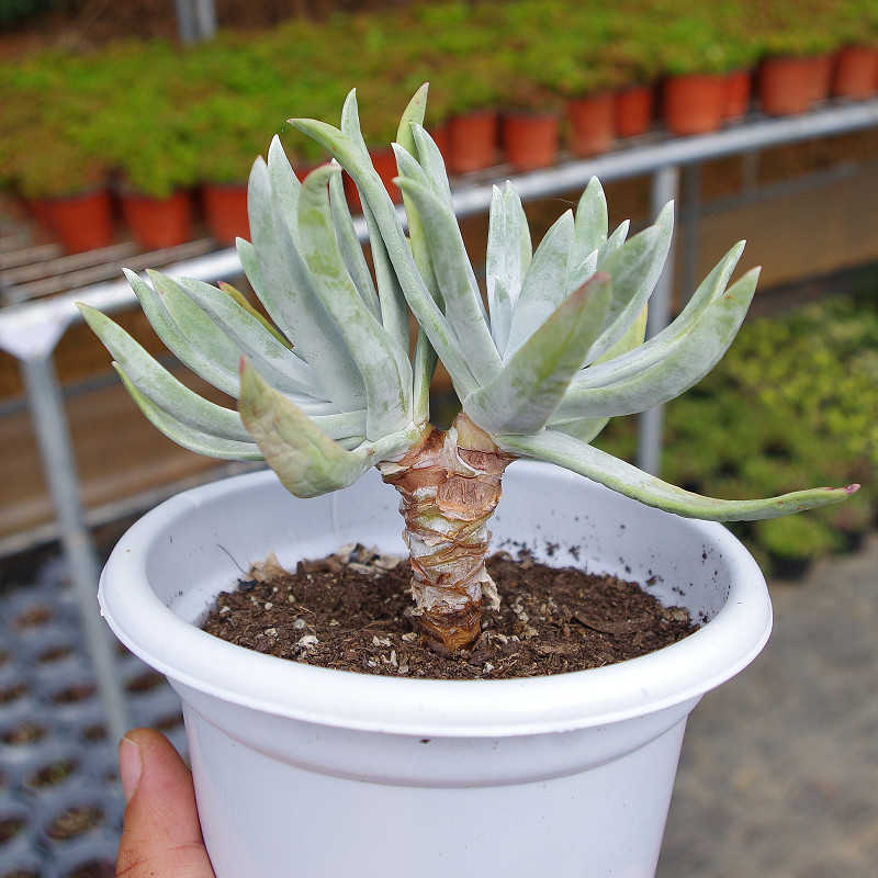 多肉植物老桩超大御剑仙女杯稀有品种精品防辐射绿植带盆栽好景观
