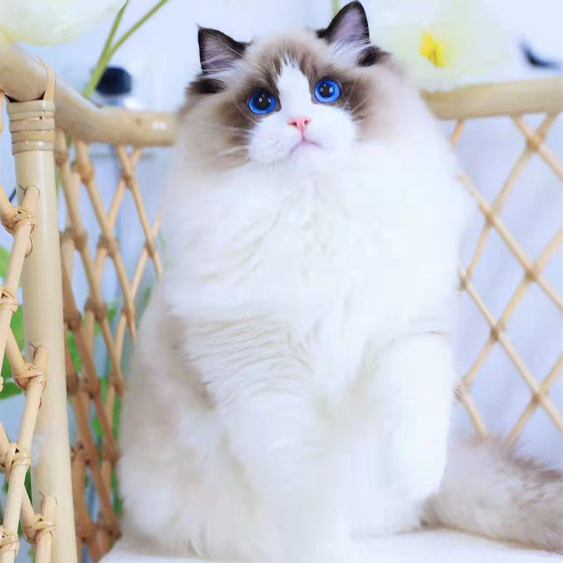 布偶猫咪纯种
