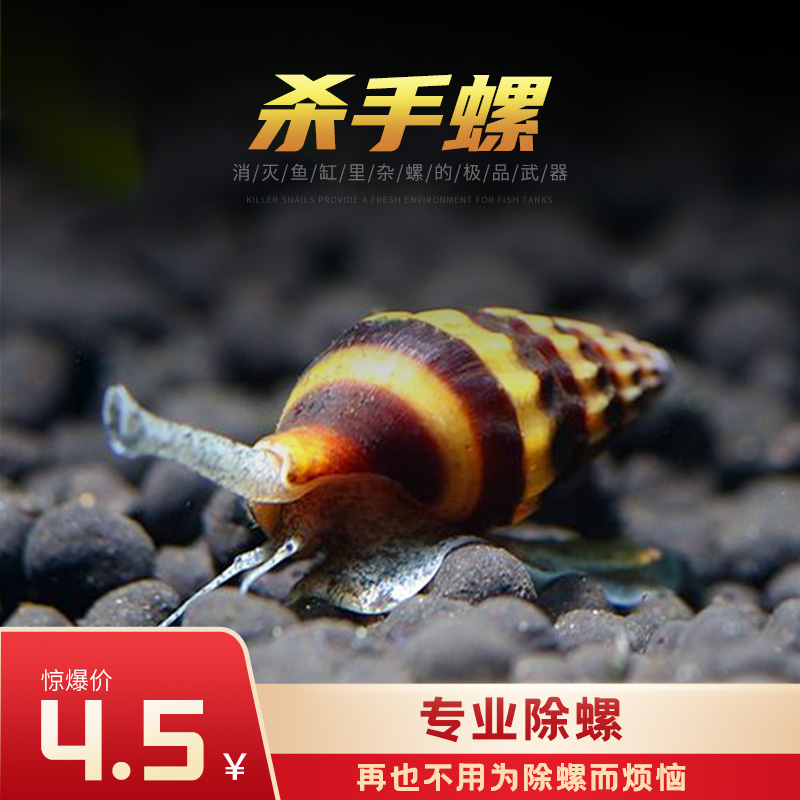 蜜蜂宝塔大黄蜂螺杀手观赏杂螺蜗牛工具草缸螺