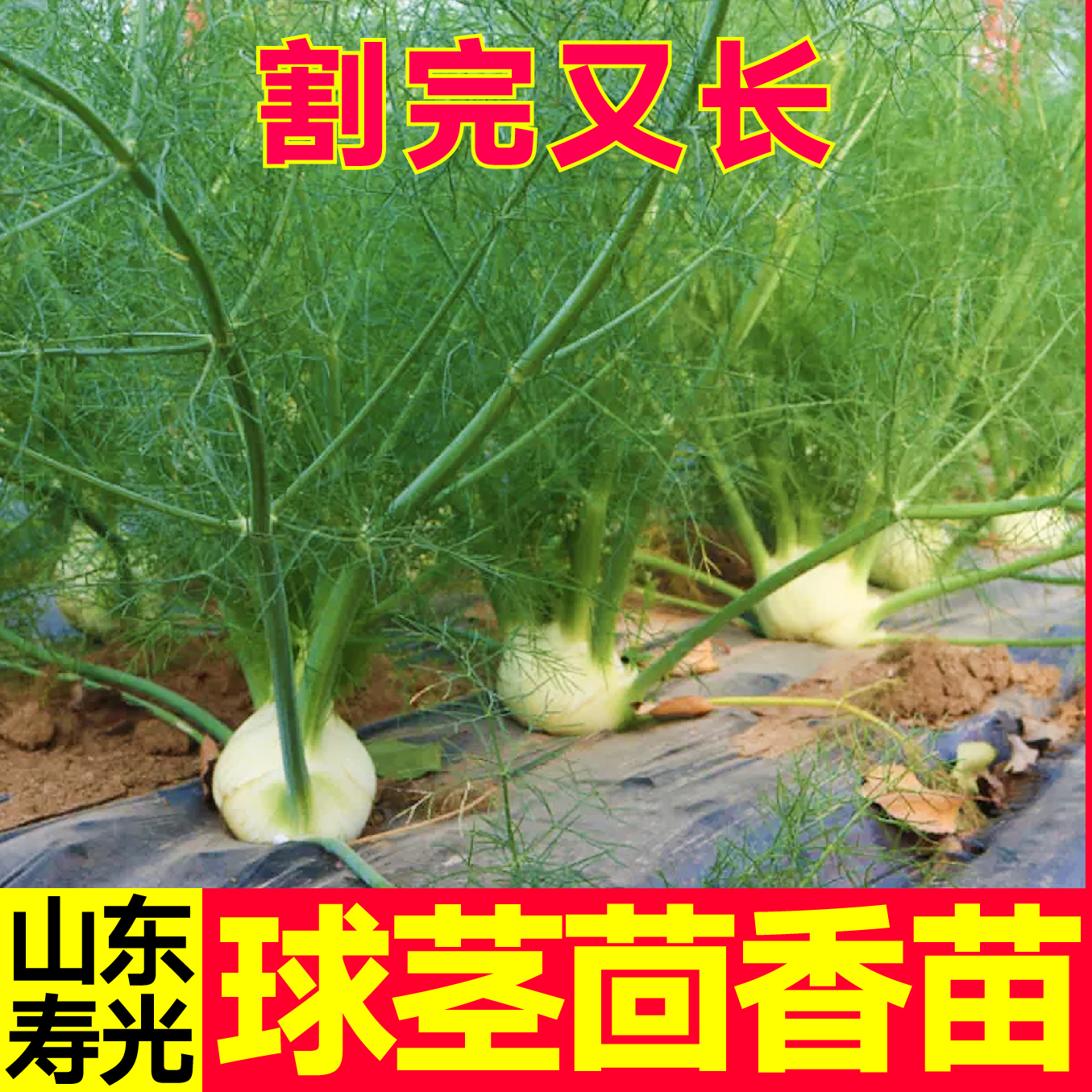 山东寿光正宗香味浓球茎茴香秧苗带土