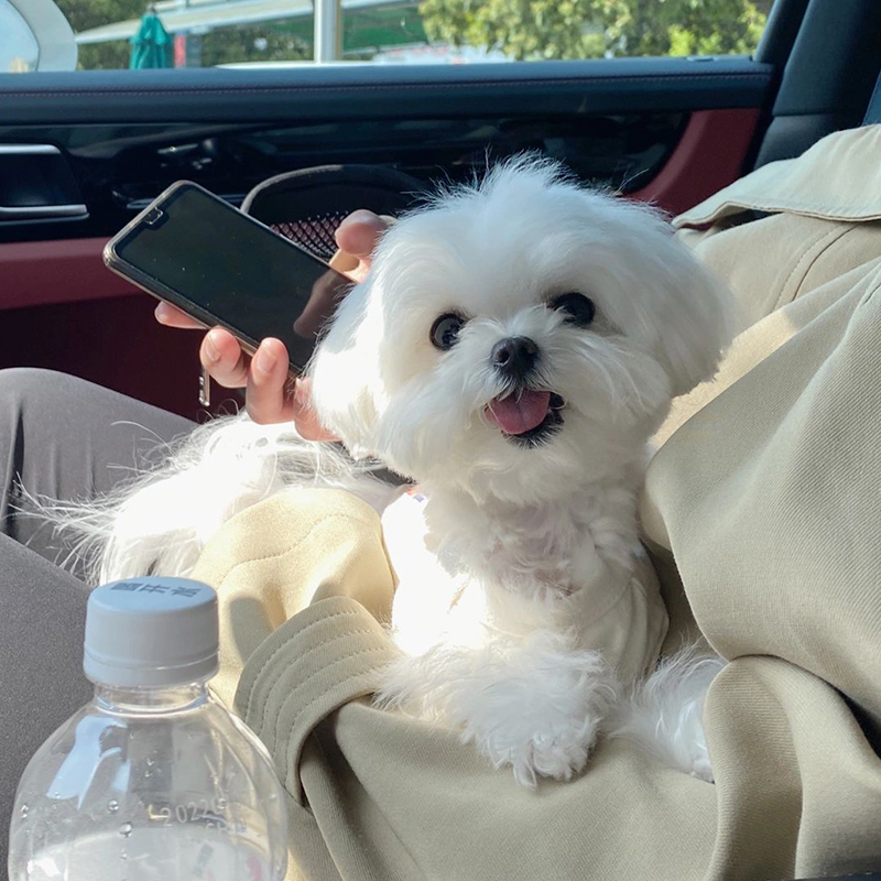 韩版小体马尔济斯犬纯种马尔济斯幼犬赛级双血统西施犬超小茶杯犬