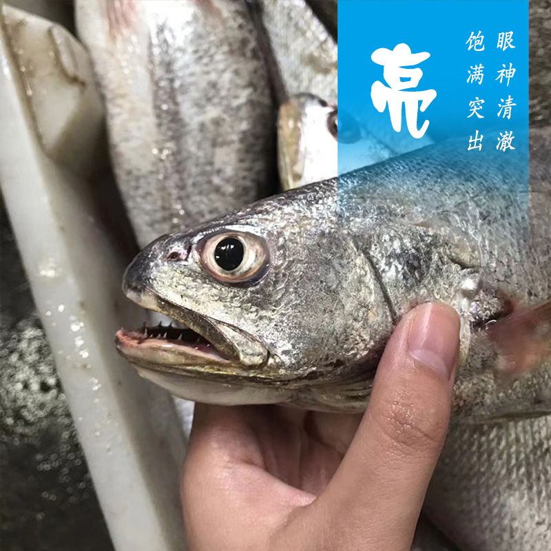 新鲜米鱼3斤 东海宁波象山石浦海鲜野生水产生鲜鲜活
