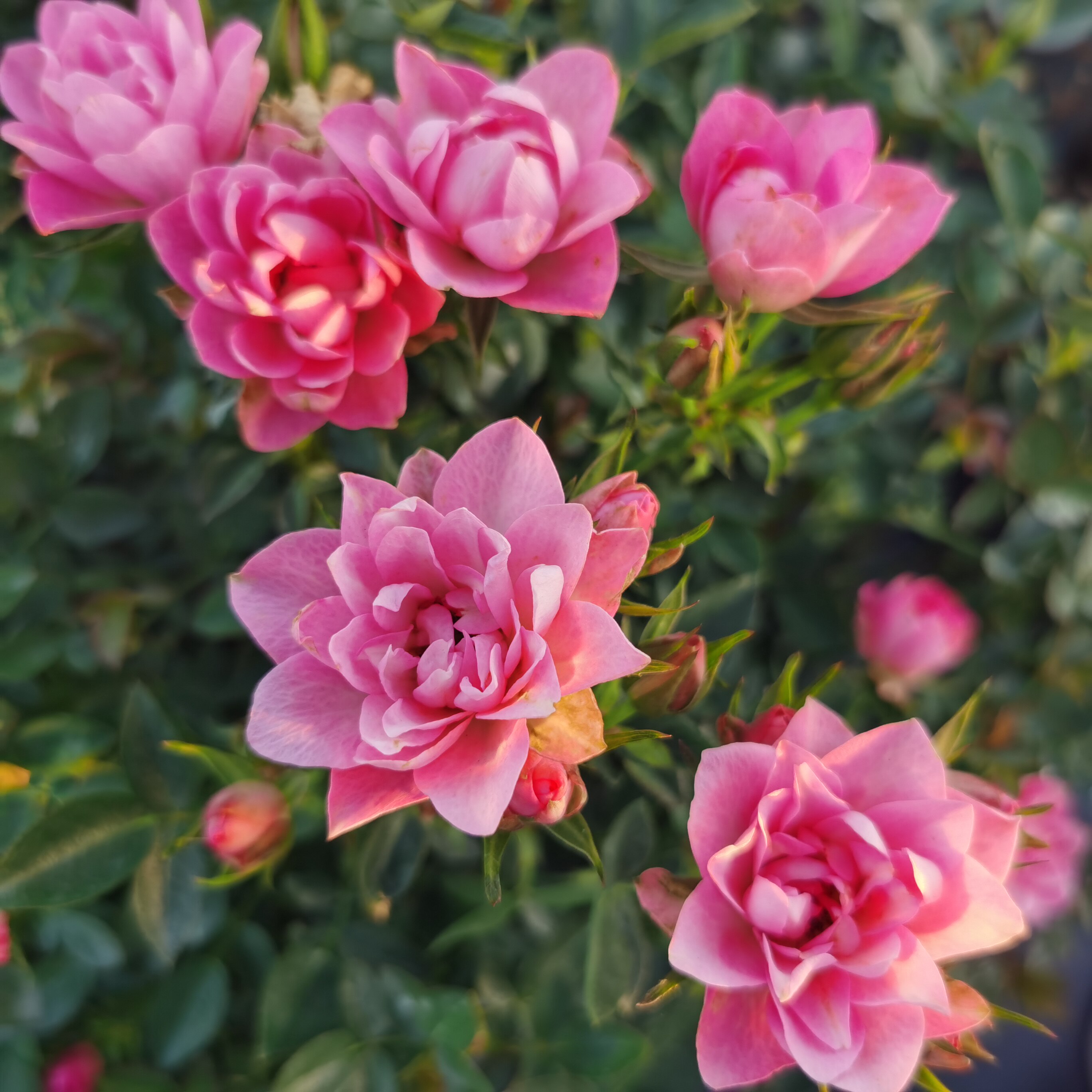 玫瑰半岛日本微型月季天荷繁星月季 阳台耐晒多头勤花3加仑大苗