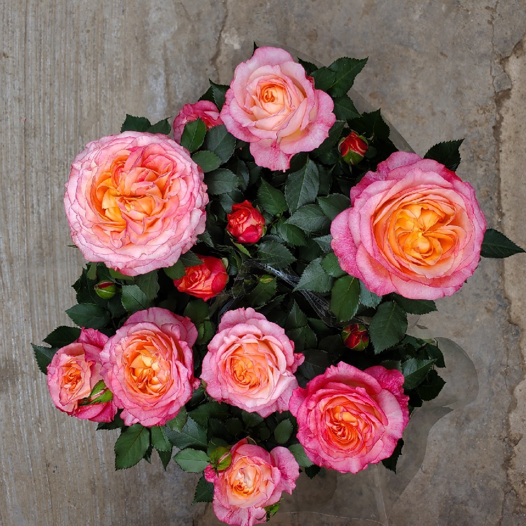 现价20122022xueweitutu【玫瑰半岛】 月季 伊芙伯爵 大花浓香多季开