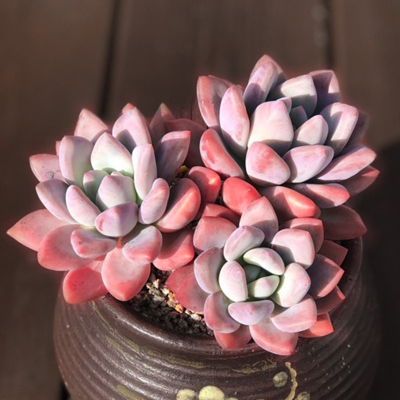 多肉植物奥普琳娜群生多头老桩贵货稀有品种绿植组合盆栽小花卉