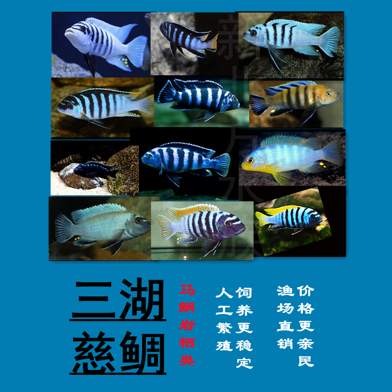 淡水热带鱼观赏鱼三湖慈鲷岩栖坦湖马鲷萨伊蓝伊巴卡布隆迪杰罗礁