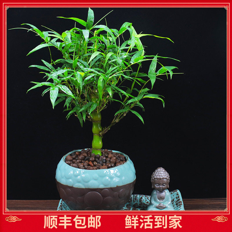 佛肚竹盆栽葫芦竹罗汉竹观赏竹竹子阳台盆景办公室内植物客厅绿植