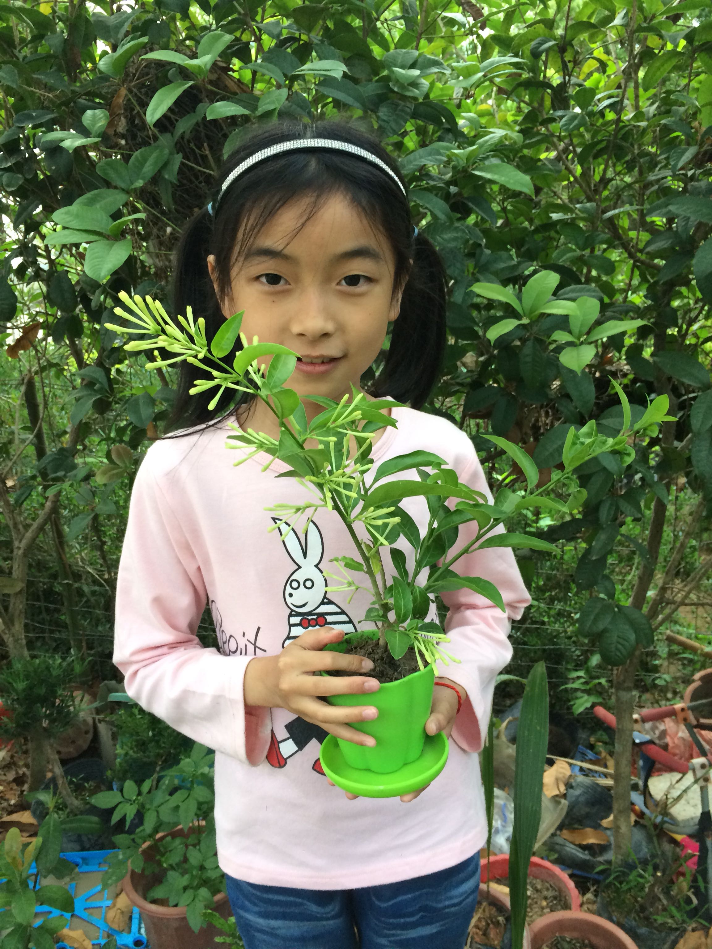 Tuberose Flower seedlings Potted plant Pelargonium Sapling Orchid Botany flowers and plants Budin the Flower delivery/Flowers simulation/Plants gardening , Flowers/Potted plants (New) , Plants category - from Buy2taobao.com to provide professional Taobao agent buy service