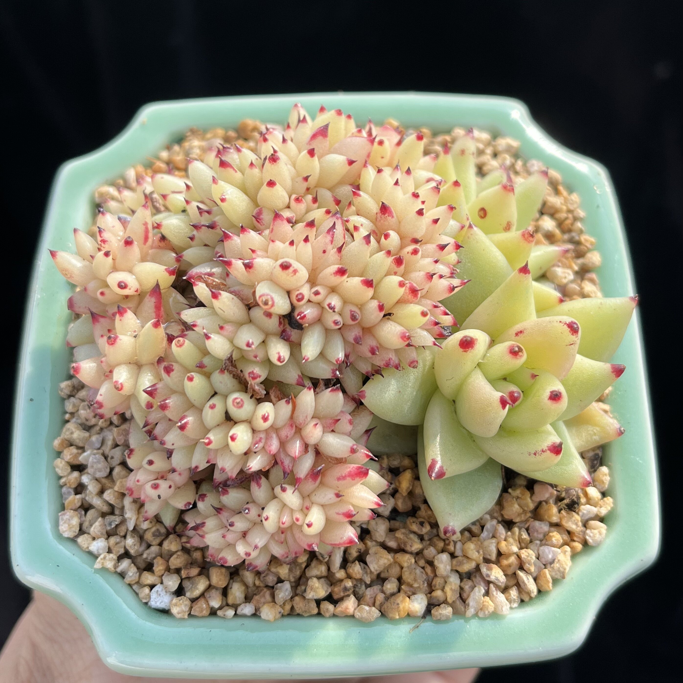 【可爱造型芝麻虎鲸】黄金丸叶小虎鲸缀化东云稀有贵货多肉植物