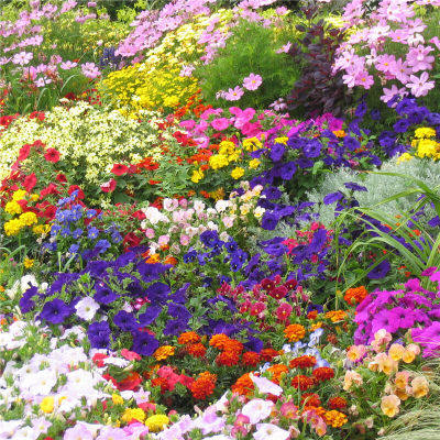矮生野花组合种子四季开花易播速生庭院别墅户外绿化草花种子