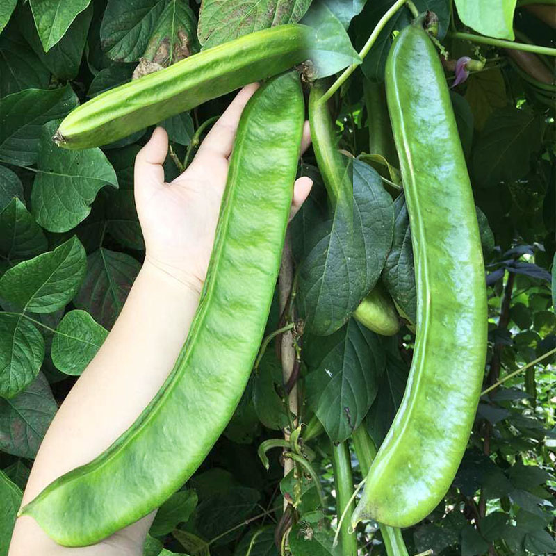白刀豆种子种籽刀豆苗孑特长特大巨型蔬菜农家无架秧苗长豆角秧