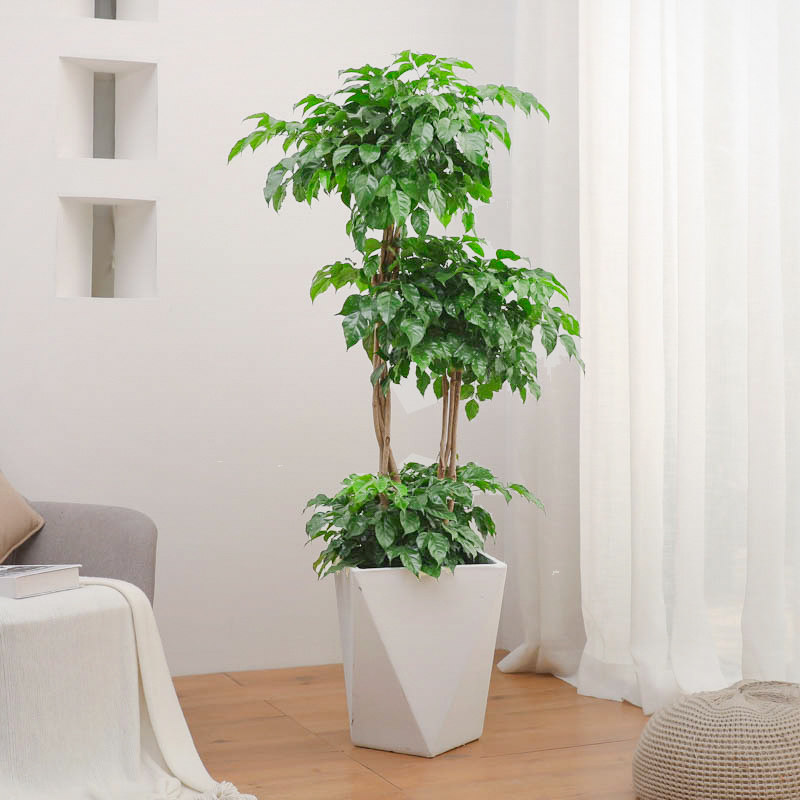 翡翠湾旗舰店翡翠湾幸福树盆栽大客厅室内植物北欧绿宝绿植净化空气吸