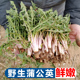 蒲公英新鲜现挖山野菜婆婆丁花嫩叶东北蘸酱菜纯野菜苦菜生菜5斤