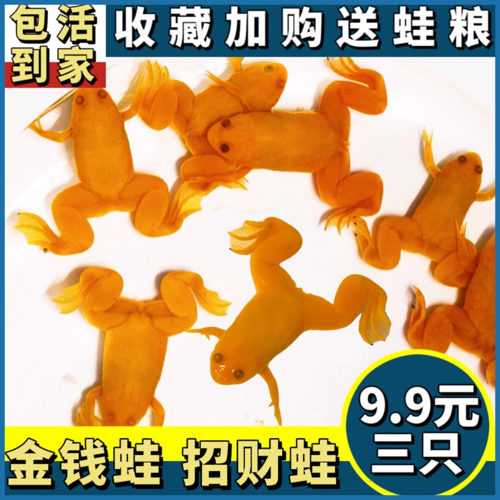 金蛙小金蟾蛙活物龙鱼活体饲料冷水淡水观赏蛙金色小青蛙招财蛙