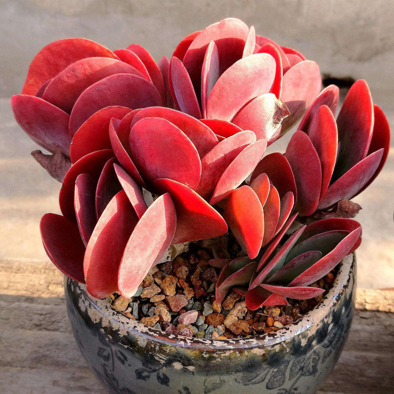 唐印多肉植物红色老桩超大肉肉植物组合盆栽老庄群生罕见特价清仓