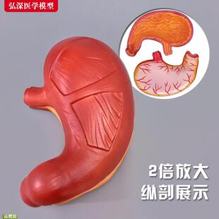 胃模型2倍放大胃肠人体胃壁黏膜解剖消化系统结构医学教学玩具