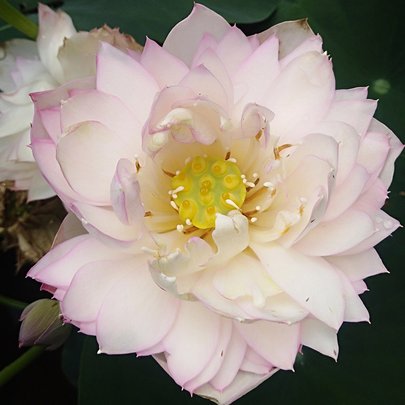 惊玉中型丰花碗莲荷花盆栽莲花阳台水培植物花卉可微缩建国碗莲苑