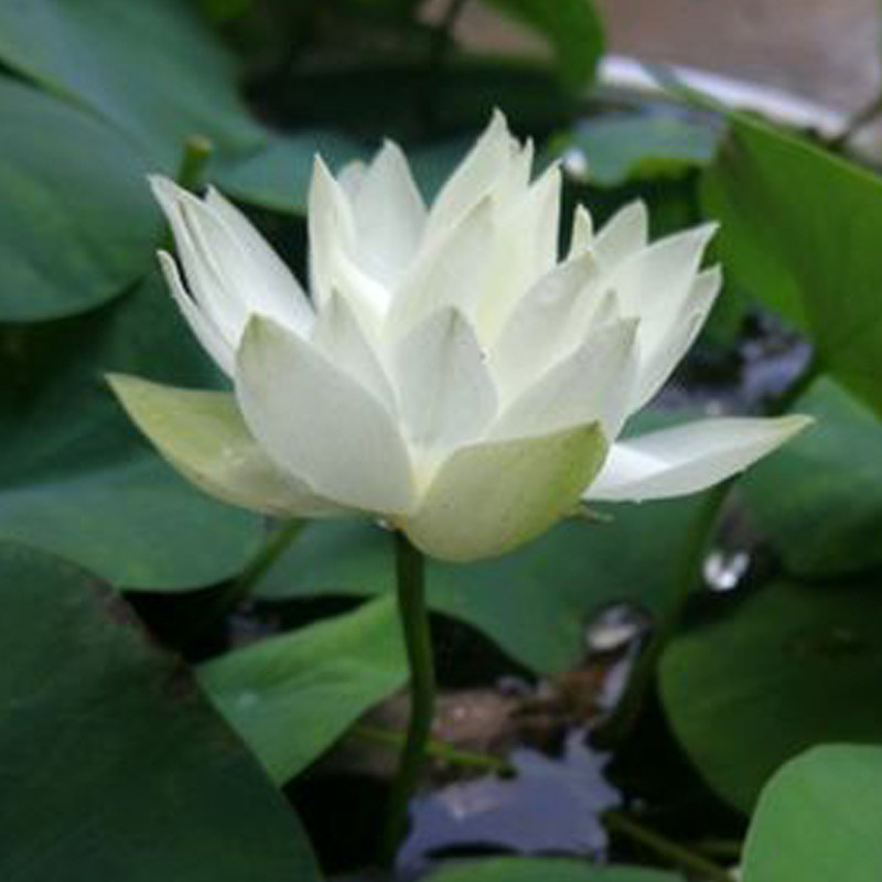 小碧玉微型碗莲精品荷花种藕盆栽观赏莲花植物建国碗莲苑