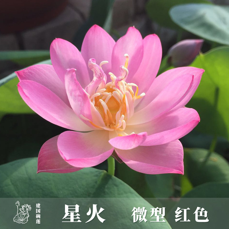 【星火】微型丰花碗莲种藕荷花盆栽莲花培观赏植物【建国碗莲苑】
