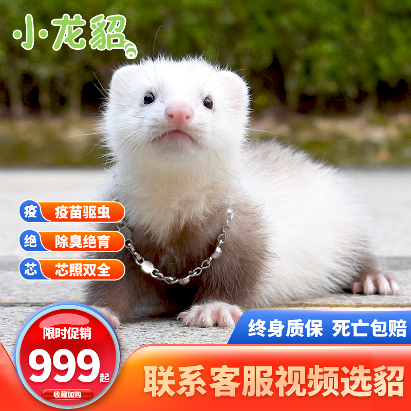宠物雪貂小龙貂活体貂幼体幼崽宠物貂活物宿舍懒人雪貂活体qboy