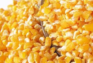 新粘碴子东北大碴子玉米碴子黏大碴粥粘玉米碴子苞米茬子