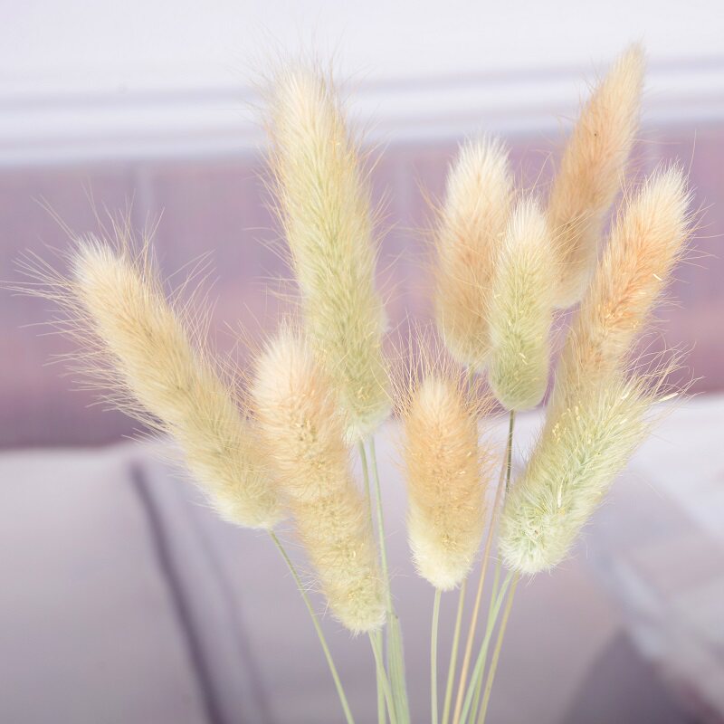 云南天然花束兔尾草真花客厅摆设永生