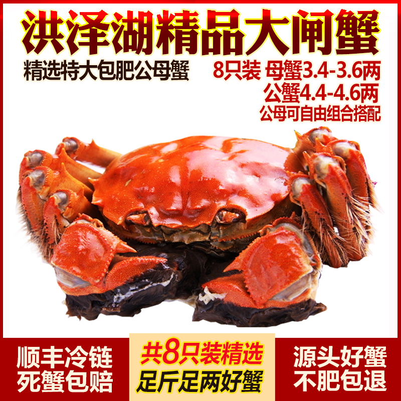 现货特大8只闸蟹洪泽湖螃蟹鲜活母蟹3.5两公4.5海鲜水产湖蟹礼盒|msdalam kategori daging perikanan/Buah-buahan segar dan sayur-sayuran/dimasak, makanan laut/produk akuatik/produk, ketam, ketam - dari Buy2taobao.com untuk memberikan perkhidmatan ejen Taobao profesional membeli