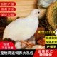 芦丁鸡鸡活物观赏鸡活体全色系迷你宠物50-90天青年鸡
