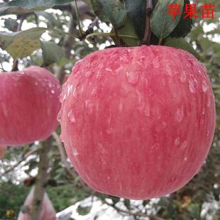苹果树果苗红富士苹果苗南方种植嫁接苹果树苗地栽平果非当年结果