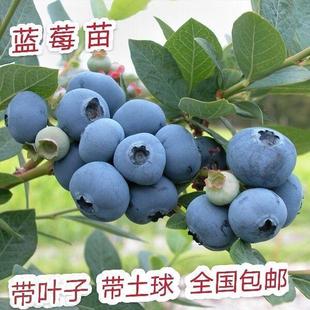 大果超甜耐寒蓝莓树果苗 盆栽地栽南方北方种植果树苗 带果带原土