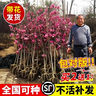 玉兰花树苗红白黄紫玉兰树苗庭院四季开花耐寒盆栽花卉植物广玉兰