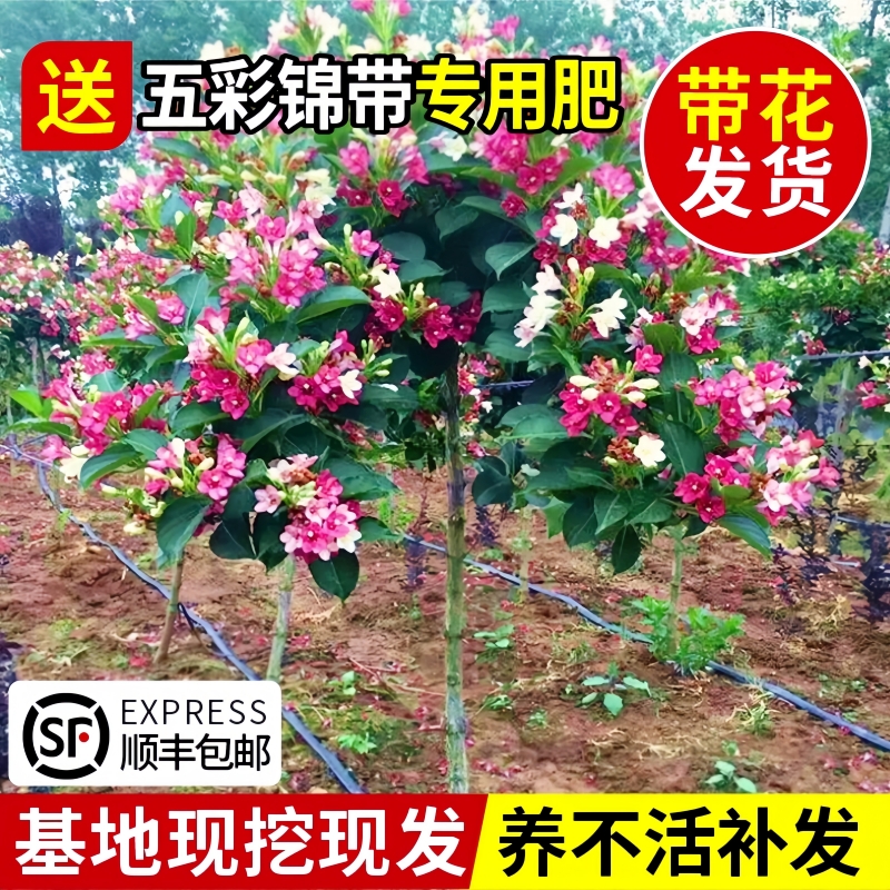 五彩锦带花树苗盆栽庭院大型耐寒旱风