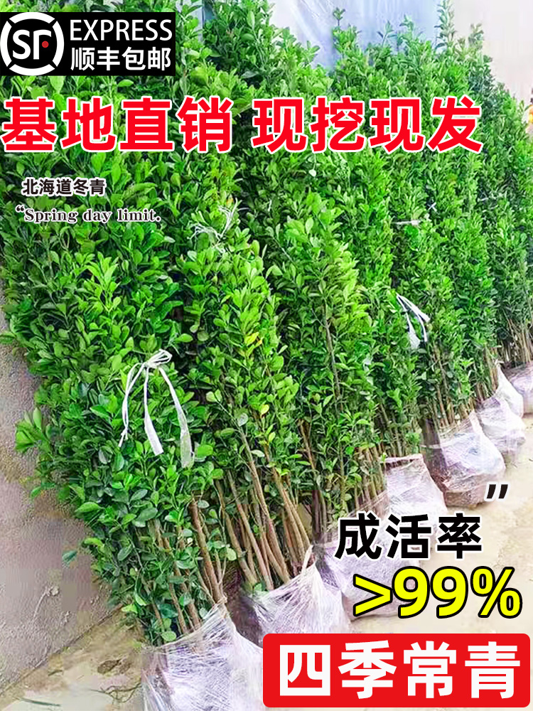 北海道冬青树苗四季常青围墙篱笆植物大叶黄杨庭院耐寒绿植绿篱苗