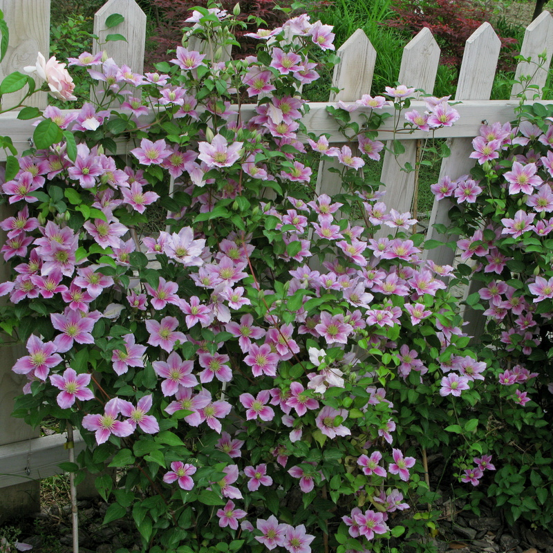 铁线莲苗爬藤植物铃铛铁天使舞裙胭脂扣円空皇后银币盆栽花卉带花
