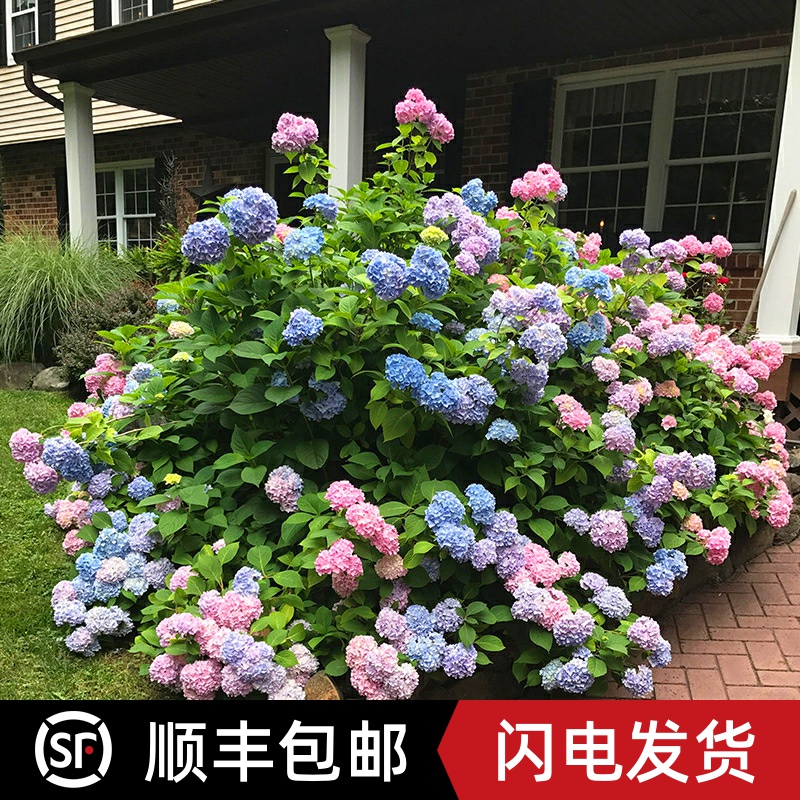 绣球花苗无尽夏盆栽老桩室内阳台庭院爬藤植物八仙大花四季开不断