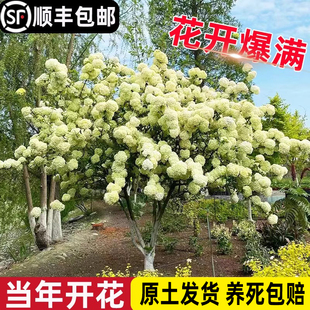 中华木绣球树苗别墅庭院植物大花斗球白麻球琼苗室外耐寒地栽花卉