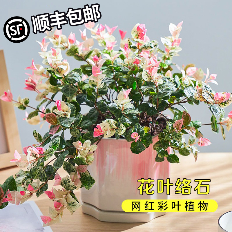 花叶络石彩叶爬藤植物常青藤阳台花园