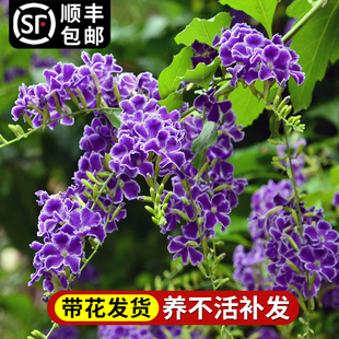 巧克力蕾丝金露花苗室内蓝精灵带花苞花园庭院多年生木本四季花卉