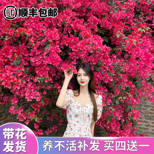 三角梅盆栽带花爬藤植物马斯三角梅四季开庭院阳台室内观花卉植物