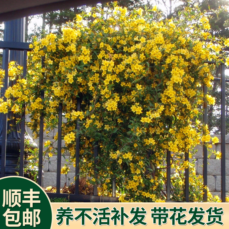 法国香水茉莉花爬藤植物四季开花卉室