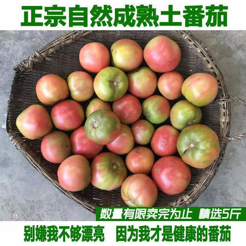 顺丰自然熟土番茄农家不打药西红柿鲜