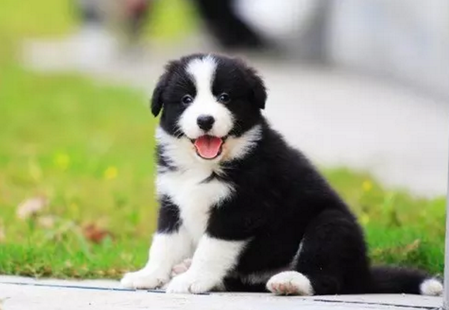 出售纯种边牧幼崽七白通宠物狗双血统幼犬活体边境牧羊犬上门