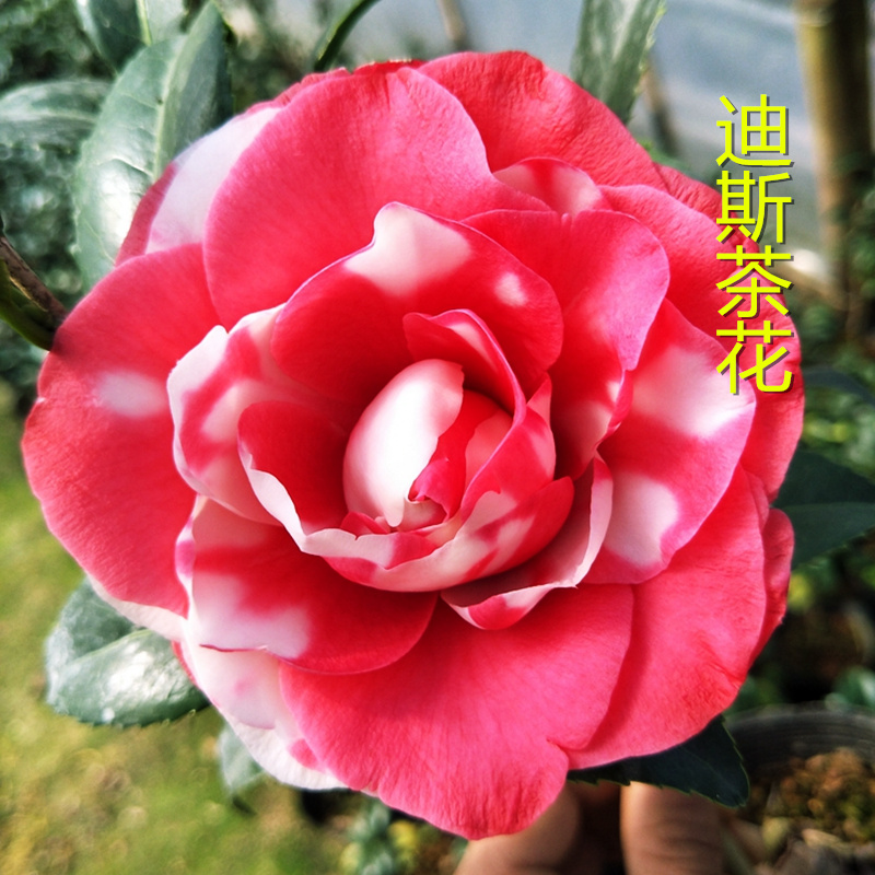 花迪斯红色狄斯名贵花种茶花盆栽带花苞绿植阳台庭院植物盆栽