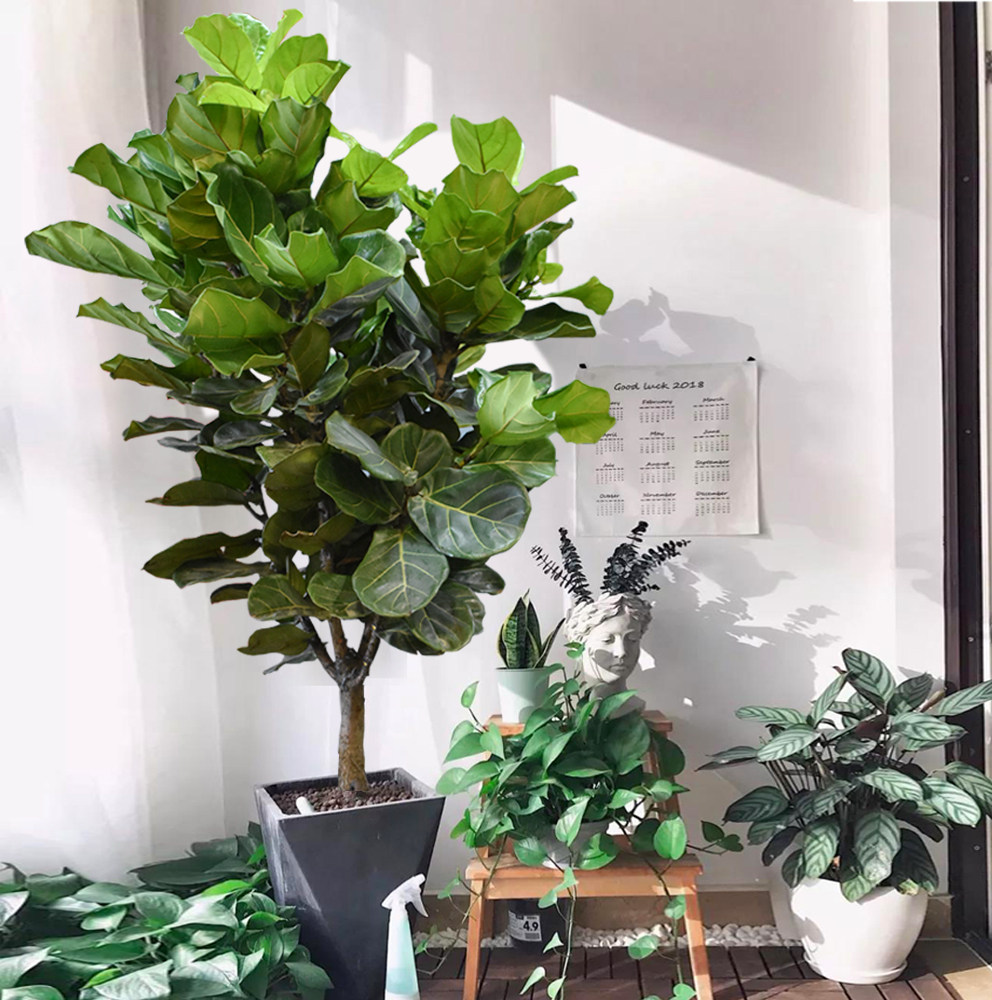 琴叶榕盆栽大叶植物办公室内客厅网红绿植大型老桩琴叶榕北京同城